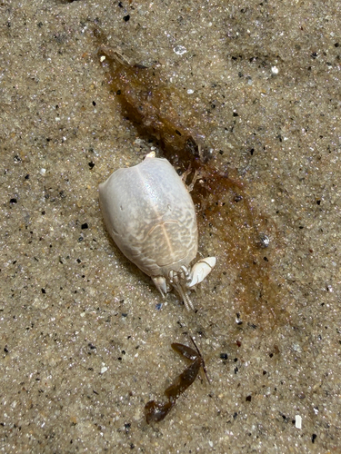 Atlantic Sand Crab