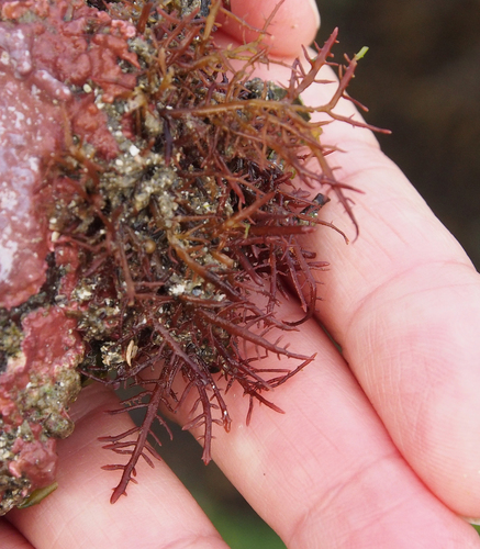 Gelidium purpurascens observed 2026-06-16