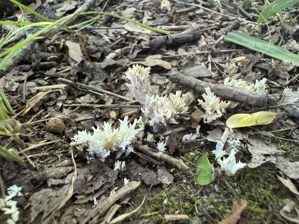 White Coral Fungus