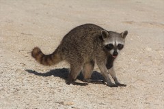 Procyon pygmaeus
