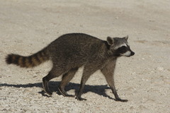 Procyon pygmaeus