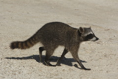 Procyon pygmaeus