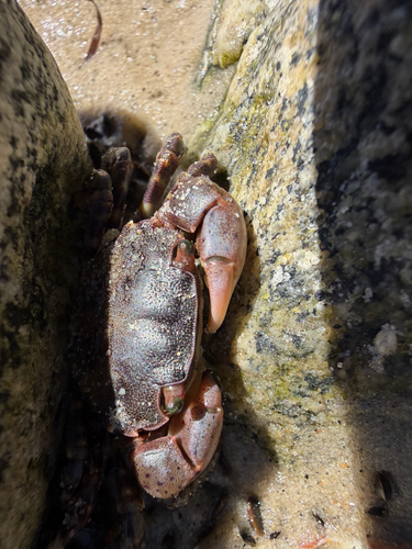 Asian Shore Crab