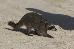 Procyon pygmaeus