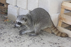 Procyon pygmaeus