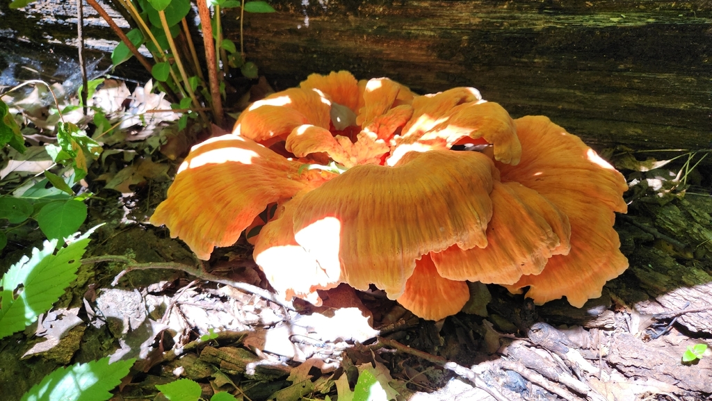 White-pored Chicken of the Woods · June 2026 · photo: Photo: no rights reserved · iNaturalist