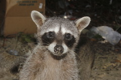 Procyon pygmaeus