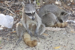 Procyon pygmaeus