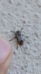 Leptostylus cretatellus