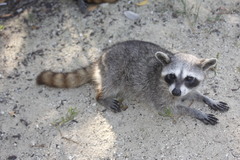 Procyon pygmaeus