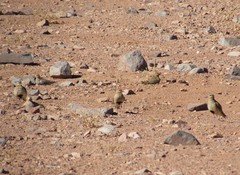 Oreopholus ruficollis