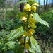 Yellow Archangel - Photo (c) animalview29, some rights reserved (CC BY-NC)