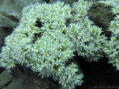 Catalaphyllia jardinei