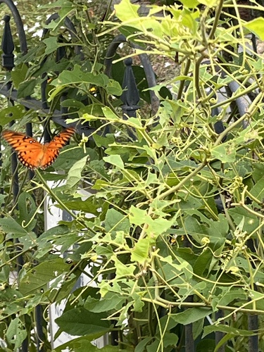 Gulf Fritillary