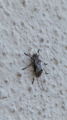 Leptostylus cretatellus