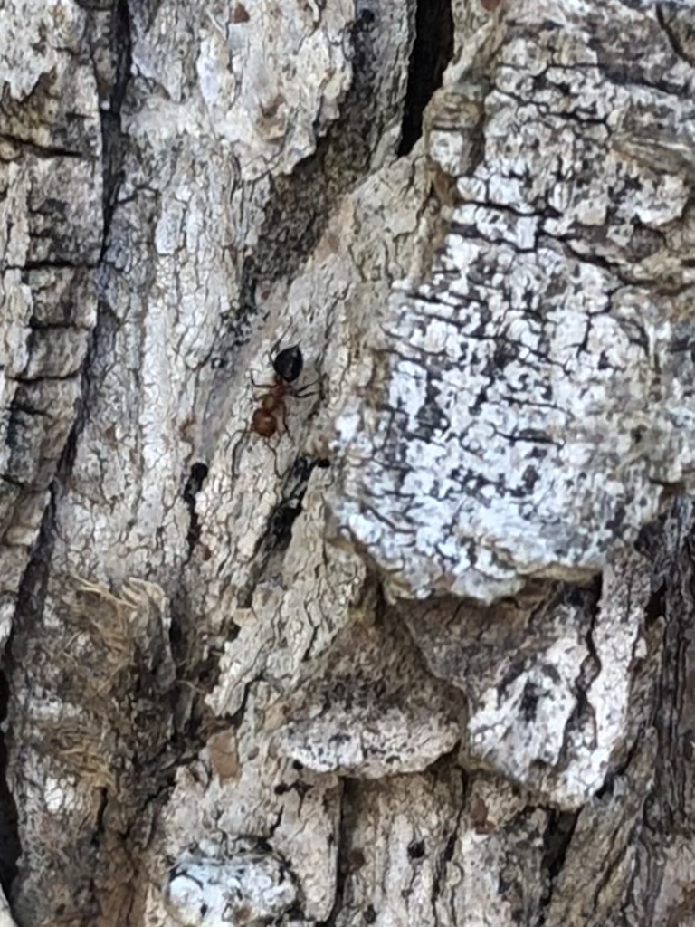 Shiny Acrobat Ant from E Sixth Ave, Hutchinson, KS, US on April 23 ...