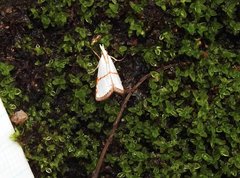 Pseudargyria interruptella