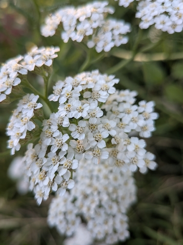 common yarrow
