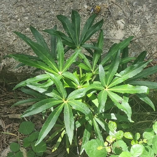 Stinking hellebore