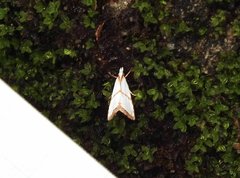 Pseudargyria interruptella