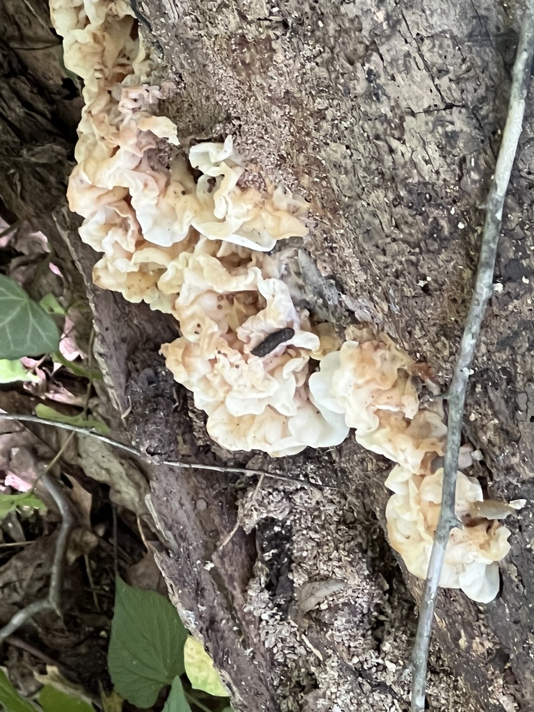 white jelly fungus · June 2026 · photo: Photo: (c) Mark Richman, some rights reserved (CC BY) · iNaturalist