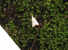 Pseudargyria interruptella