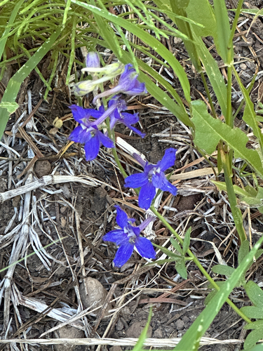 iNaturalist observation photo of larkspurs