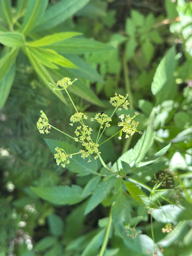 iNaturalist observation photo of Western Sweet-cicely