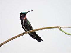 Heliomaster squamosus