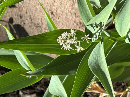 iNaturalist observation photo of star-flowered lily-of-the-valley