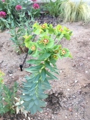 Myrsiniteae