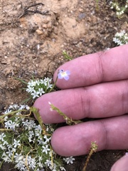 Downingia ornatissima
