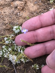 Downingia ornatissima