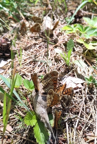 Heath Fritillary