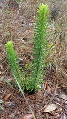 Chrysopsis linearifolia