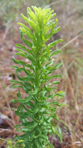 Chrysopsis linearifolia, photograph 2