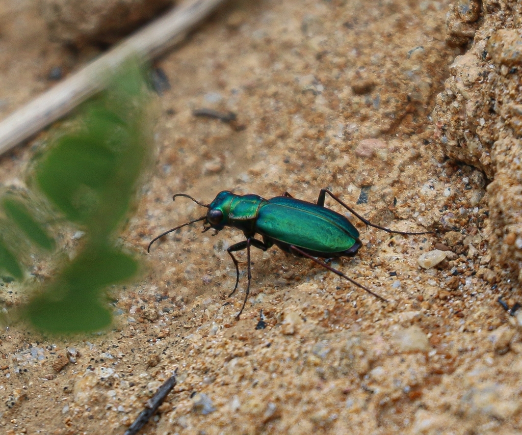 Cicindelidia nigrilabris