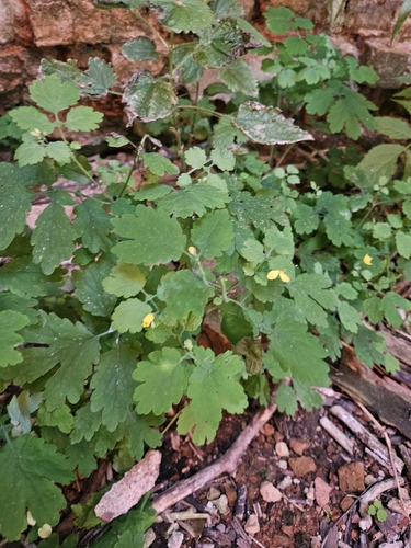 Greater celandine