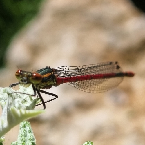 Large Red Damselfly