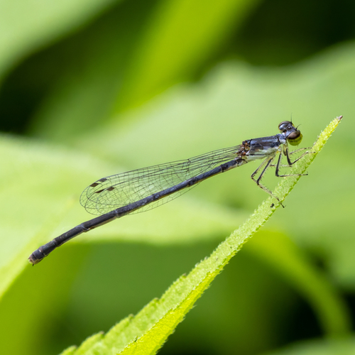 Fragile Forktail