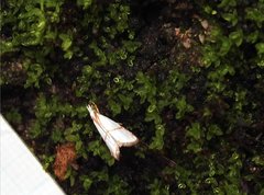 Pseudargyria interruptella