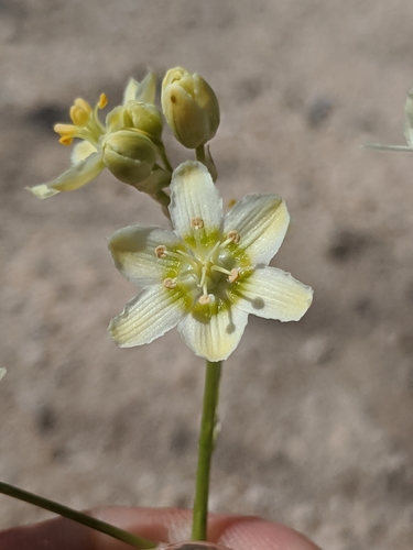 Image of Toxicoscordion brevibracteatum by no rights reserved