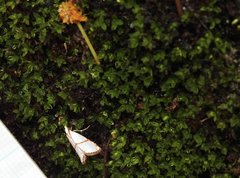 Pseudargyria interruptella