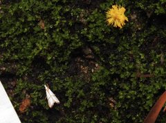 Pseudargyria interruptella