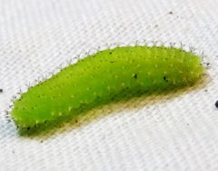 Periclista