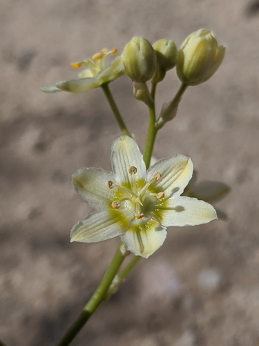 Image of Desert Deathcamas (Toxicoscordion brevibracteatum) by no rights reserved