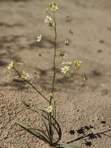 Image of Desert Deathcamas (Toxicoscordion brevibracteatum) by no rights reserved