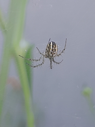 Cricket-bat Orbweaver