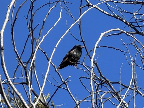 European Starling