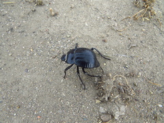 Nyctelia
